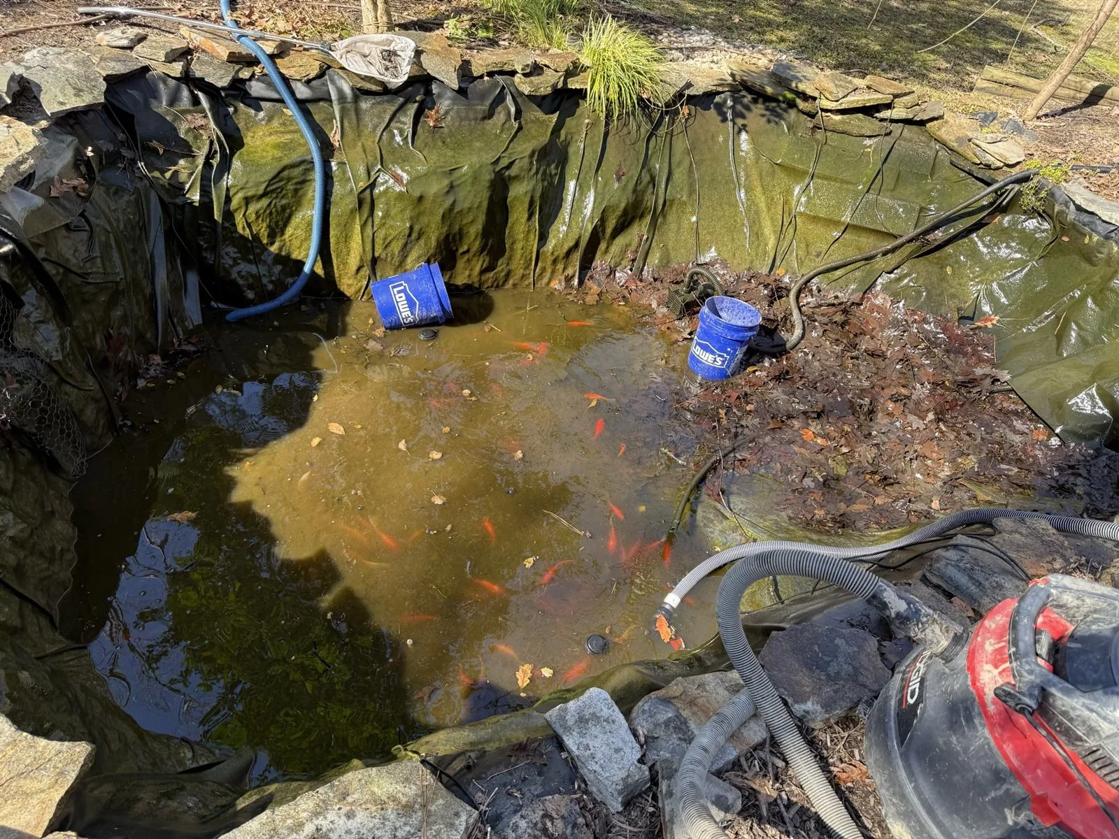 A half-drained backyard pond during a spring clean-out, with goldfish in the shallow water and hoses and a shop vac on the edge