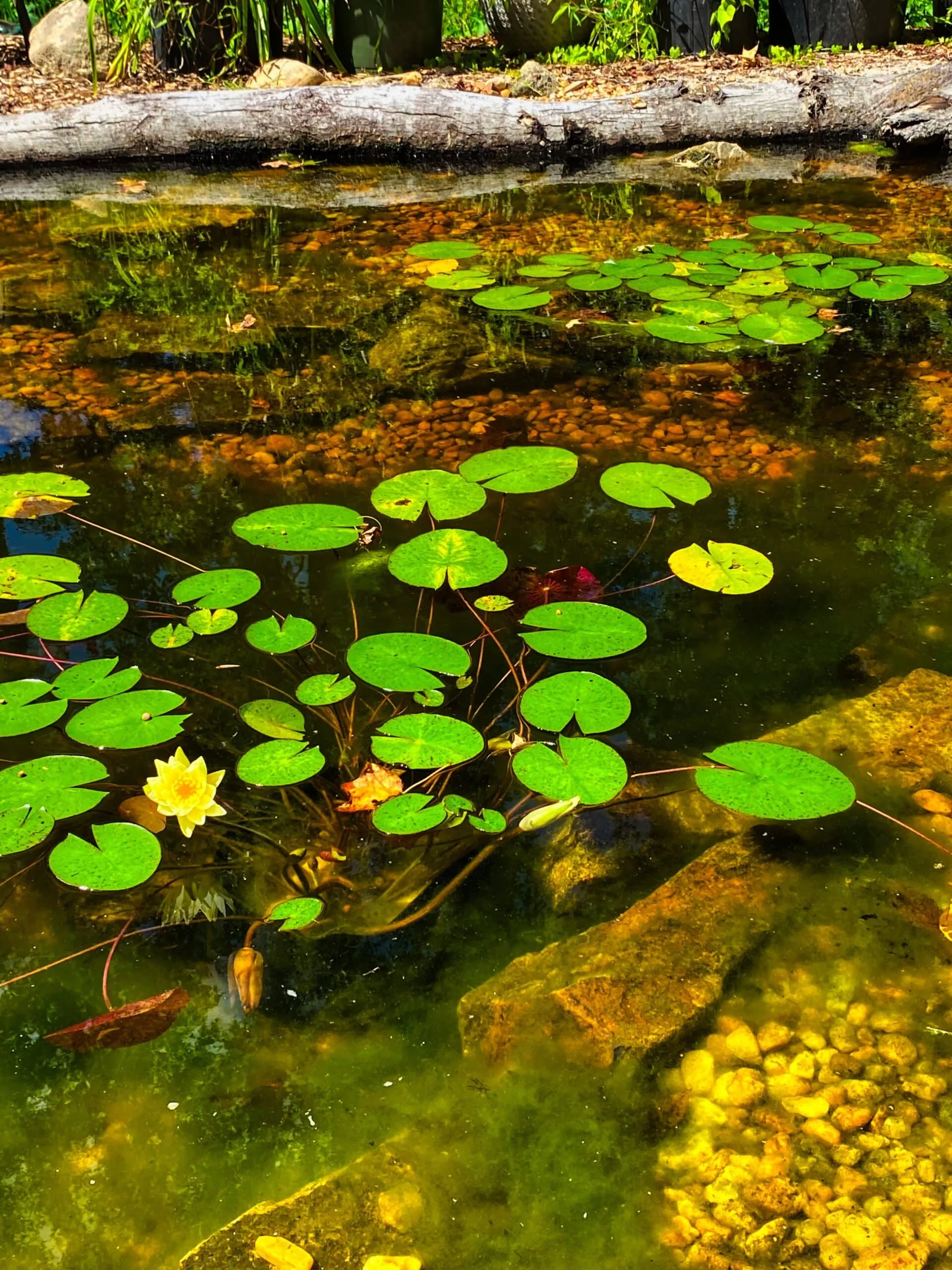 Water lilies and lily pads on a clear backyard pond edged with a weathered log