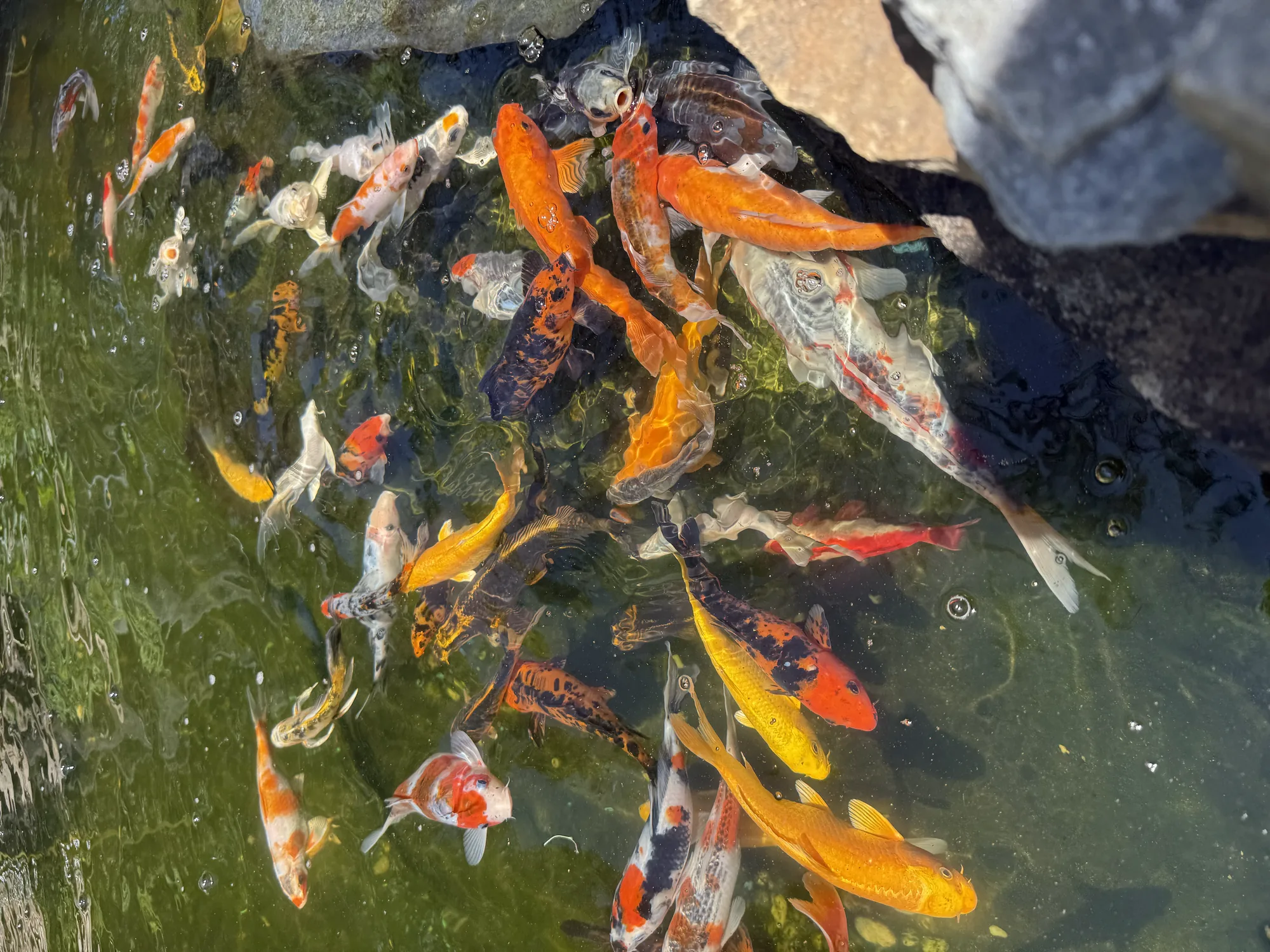 A school of orange, white and black koi under the surface of a clear pond