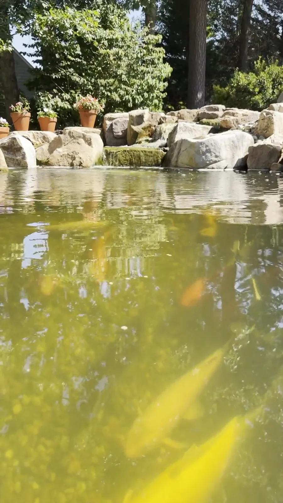 Koi swimming through clear water below a stone edge