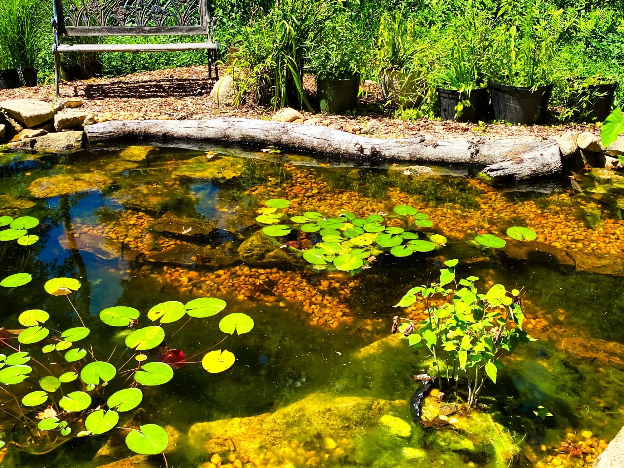 An ecosystem pond with water lilies and a garden bench on the far bank