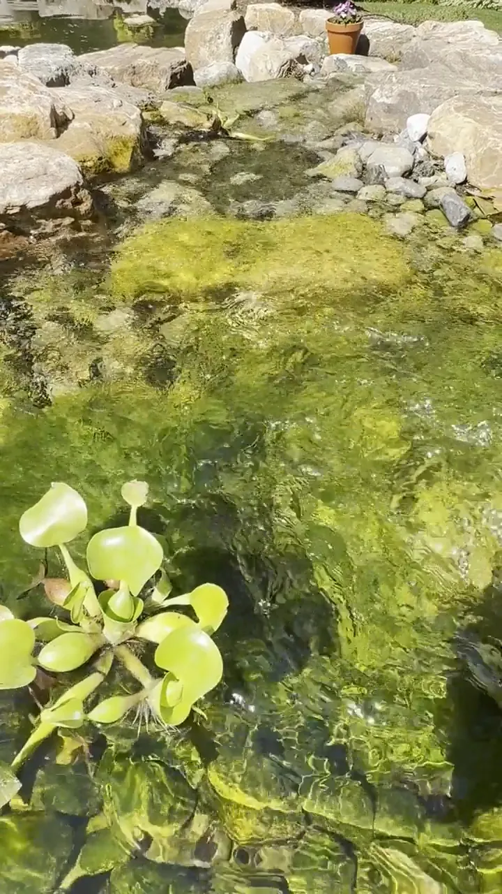 Lily pads and floating plants on a green garden pond