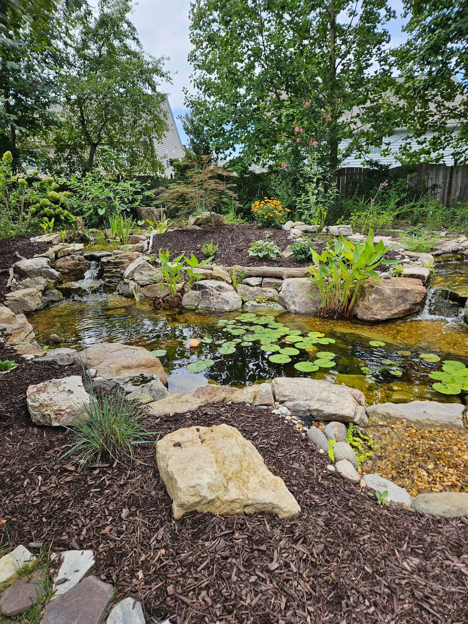 A backyard pond in late summer, marginal plants and grasses along the stone edge