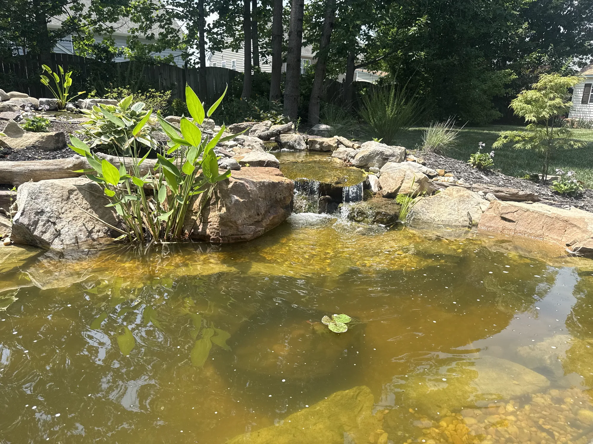 Pickerel rush and lilies along a stone pond edge, with the liner out of sight