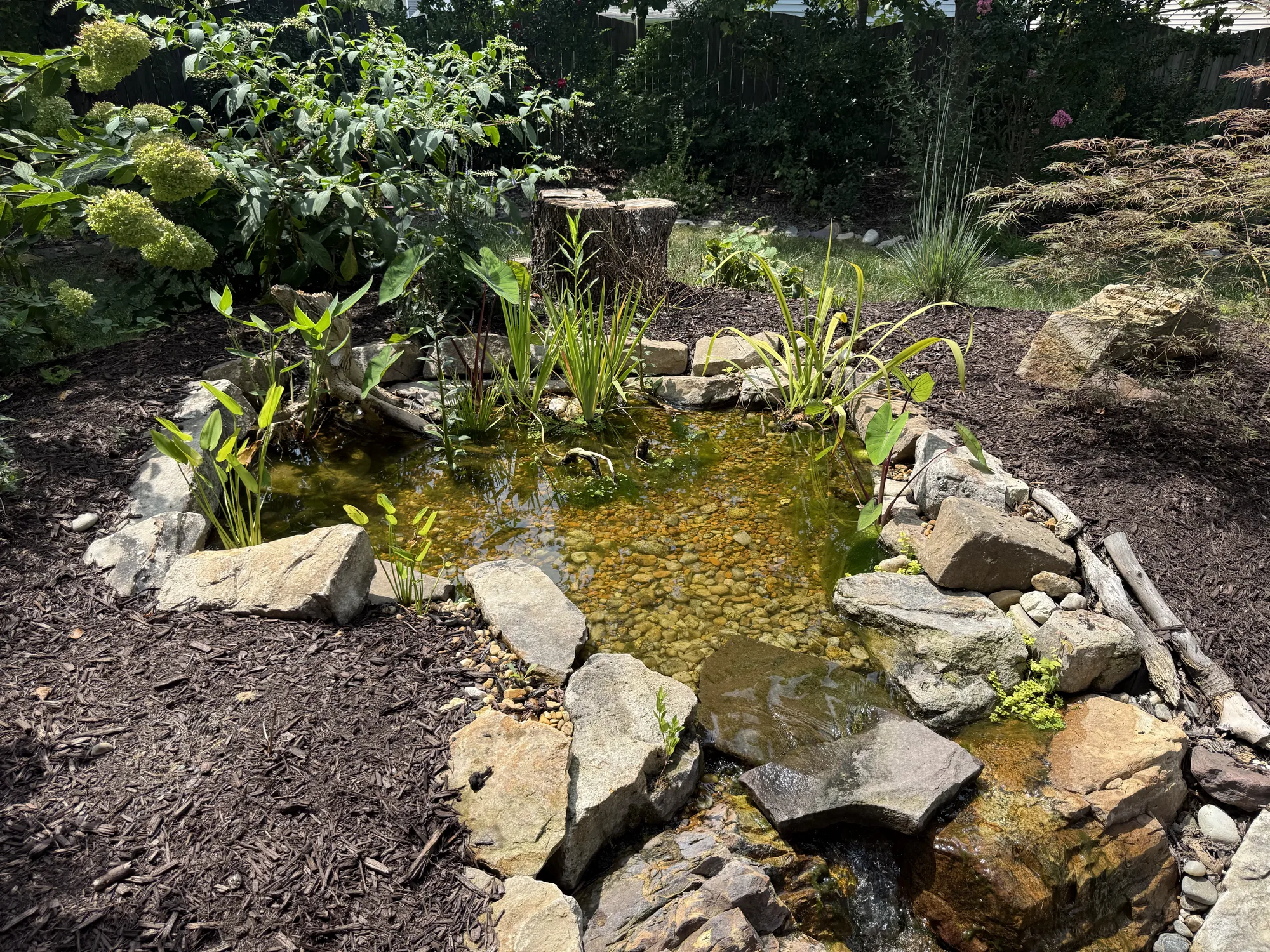 A new pond with a boulder edge, lilies and marginal plants