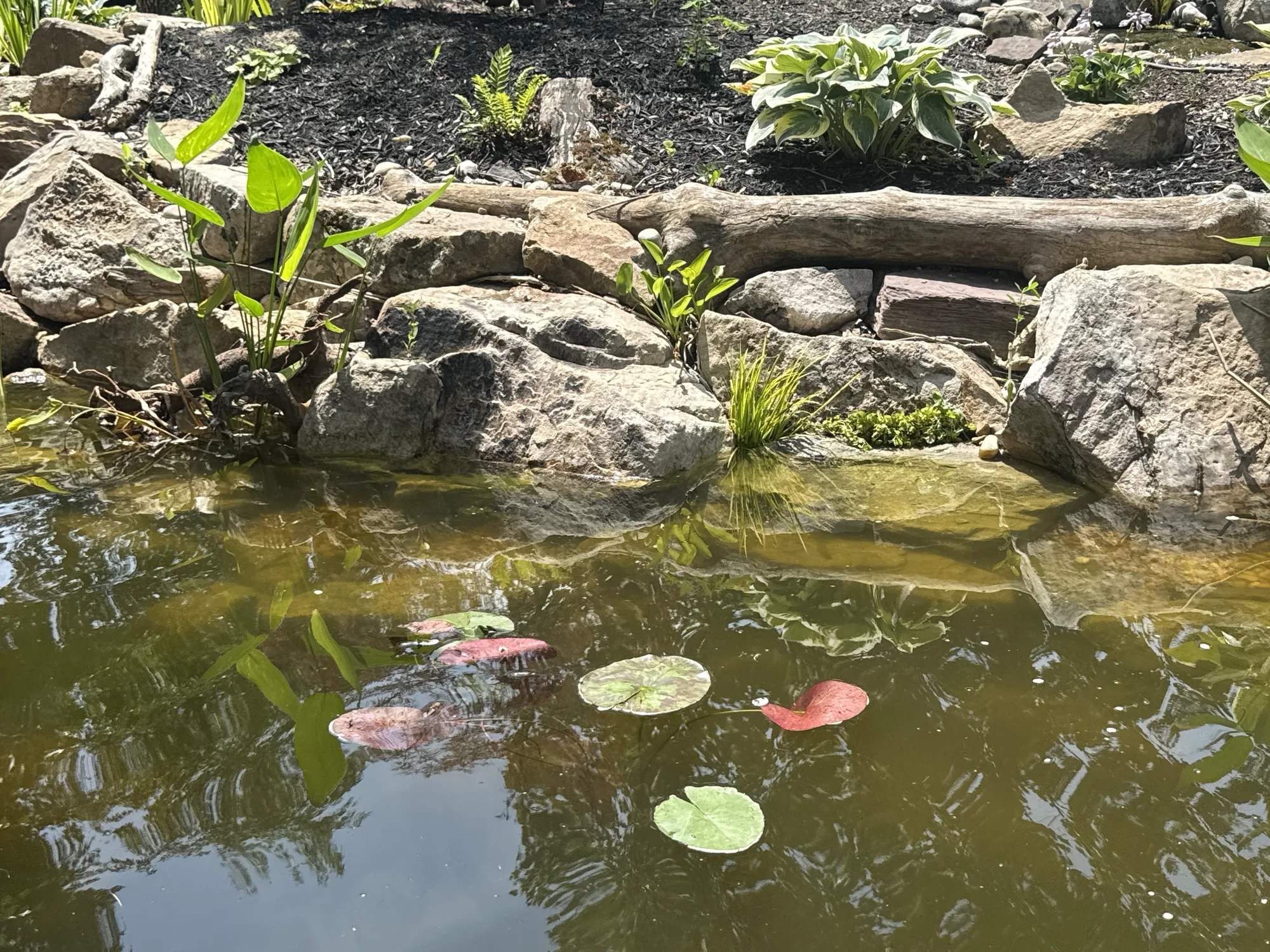 A water garden with lilies, iris and a stone edge