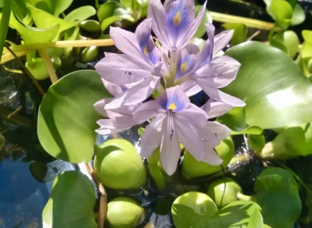 Koi Pond Contractor in Richmond, VA