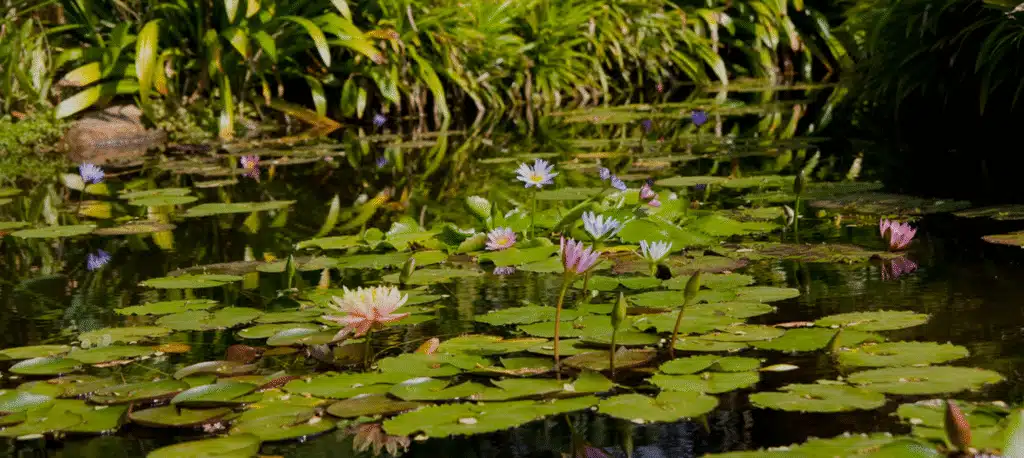 Koi Pond | Aquascape & Water Features Richmond, VA