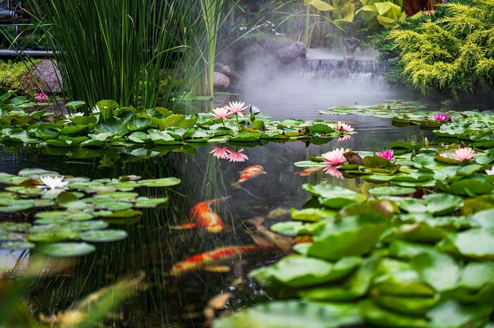 stunning koi pond design